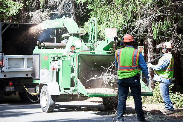 Best Tree Risk Assessment  in Sunland Park, NM